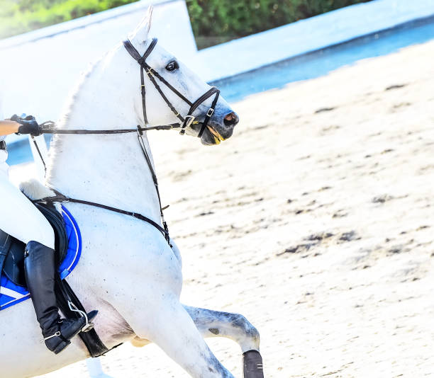 白いユニフォームを着た馬とライダー。 - web page 写真 ストックフォトと画像