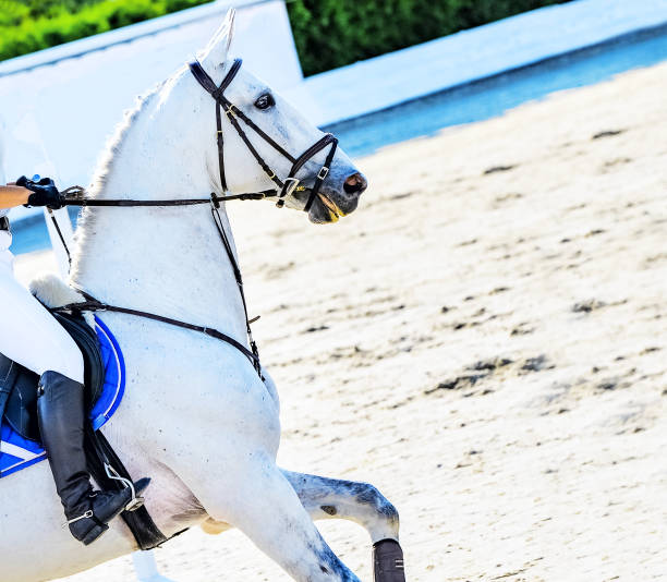 白いユニフォームを着た馬とライダー。 - web page 写真 ストックフォトと画像