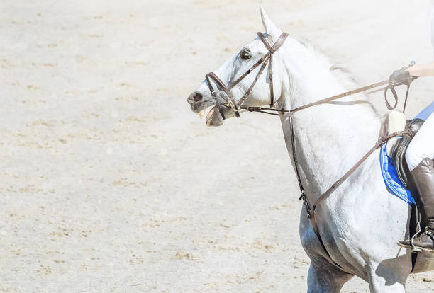 白いユニフォームを着た馬とライダー。 - web page 写真 ストックフォトと画像