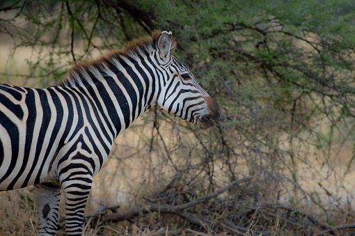 Zebra facing right with open mouth showing pink tongue with blurred green shrub behind