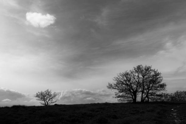 istock A couple of trees beneath a deep sky with an isolated cloud 1161898010