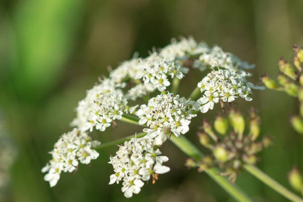 istock Heracleum siamicum Craib White flowers are blooming in nature. 1161898870