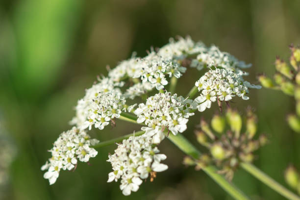 istock Heracleum siamicum Craib White flowers are blooming in nature. 1161898937