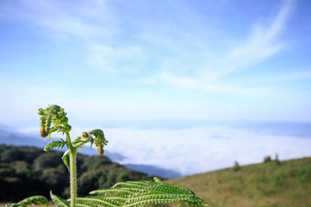 Fern with a view behind with fog covering the mountains