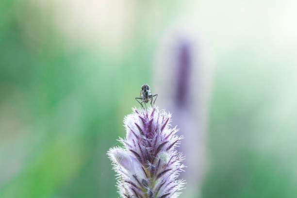 istock House Fly on a purple flower 1161899016