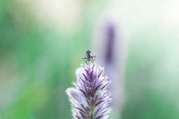 istock House Fly on a purple flower 1161899047
