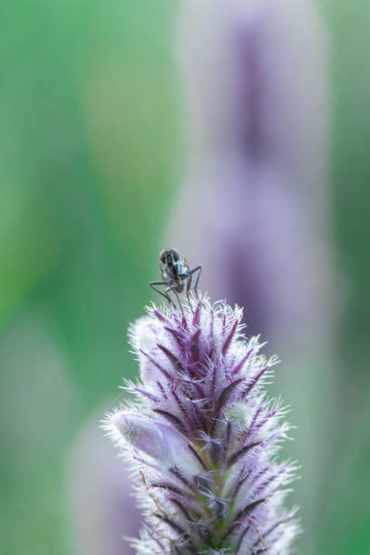 istock House Fly on a purple flower 1161899105