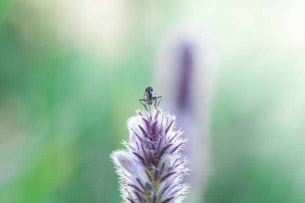istock House Fly on a purple flower 1161899111