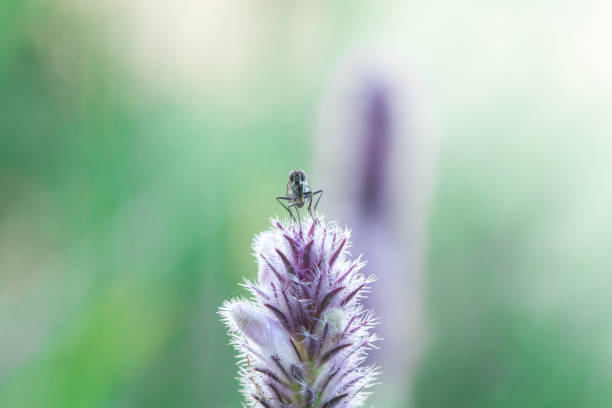 istock House Fly on a purple flower 1161899119