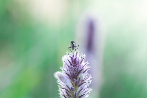 istock House Fly on a purple flower 1161899209