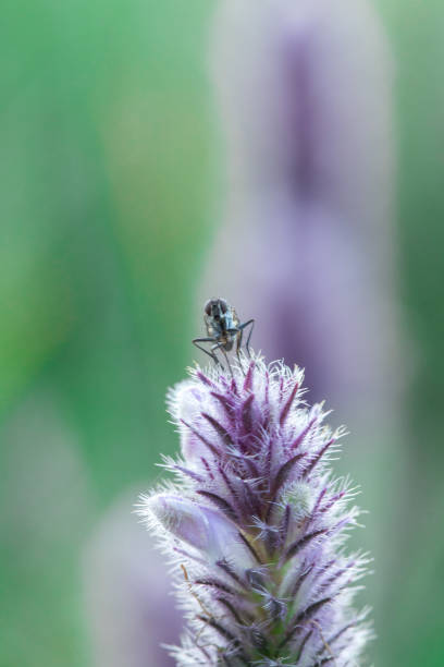 istock House Fly on a purple flower 1161899213