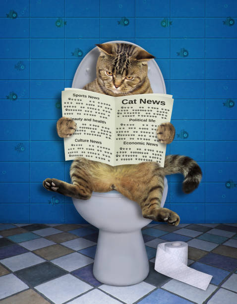 istock Cat with a newspaper on the wc 1161900377