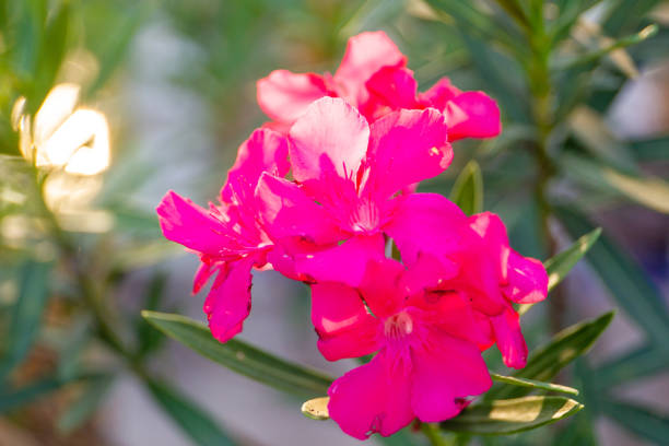 Pink Oleander flowers in garden with beautiful sun lighting in background.