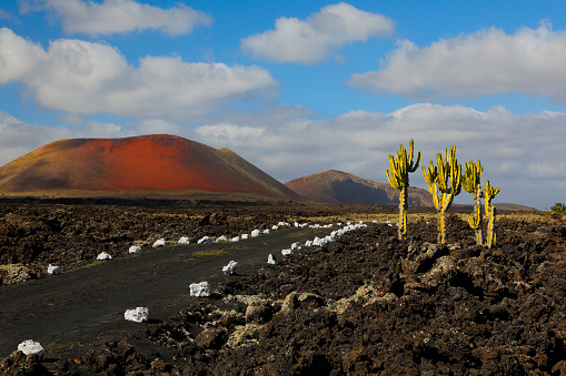 Lava plain with cactuses, Lanzarote Lanzarote, Canary Islands, Spain