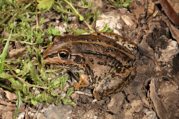 istock Striped Burrowing Frog. Cyclorana alboguttata 1. 1161903741