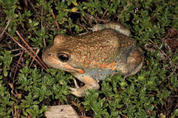 istock Pobblebonk. Limnodynastes dumerilii 4. 1161903759