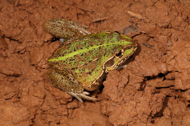 istock Giant Frog. Cyclorana australis 1. 1161903760