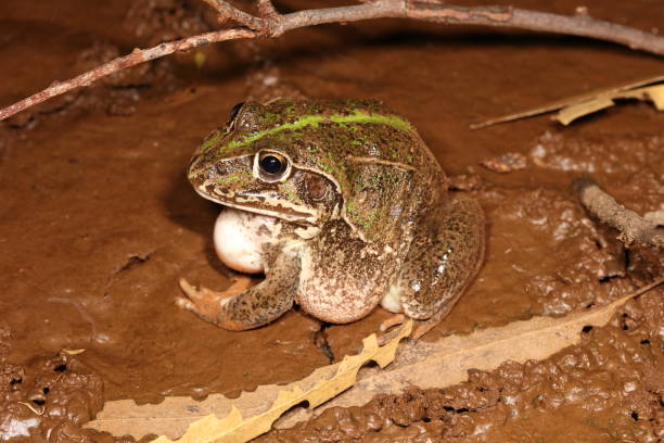 istock Giant Frog. Cyclorana australis 4. 1161903765