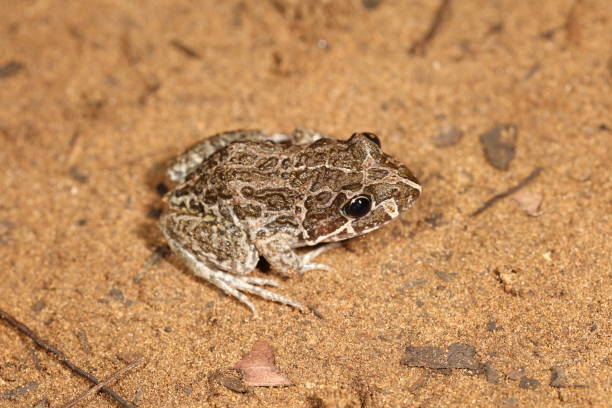 istock Marbled Frog. Limnodynastes convexiusculus 1161903766