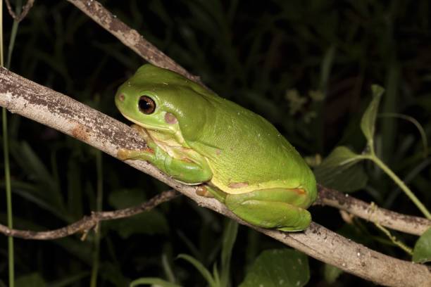 녹색 나무 개구리입니다. 리토리아 카에룰라 11. - whites tree frog 뉴스 사진 이미지