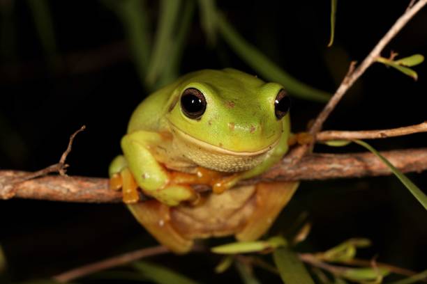 녹색 나무 개구리입니다. 리토리아 카에룰라 13. - whites tree frog 뉴스 사진 이미지