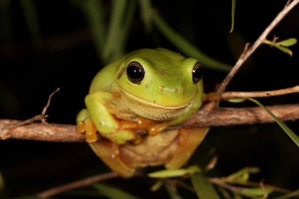 зеленое дерево лягушки. литория керулеа 13. - whites tree frog стоковые фото и изображения