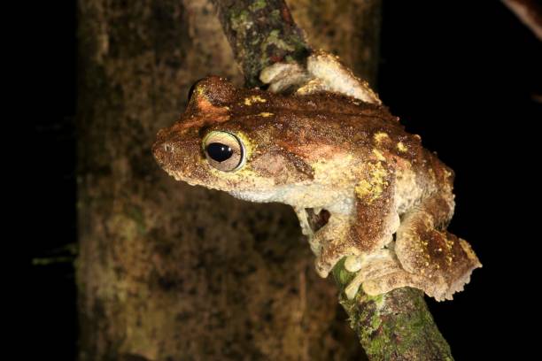 istock Green-eyed Tree Frog. Litoria genimaculata 3. 1161903810