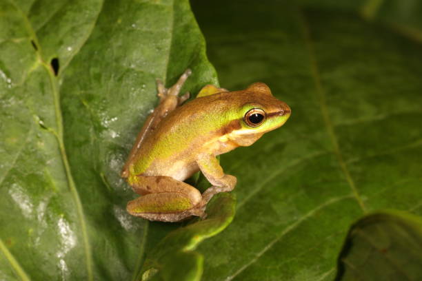 istock Northern Dwarf Tree Frog. Litoria bicolor 9. 1161903835
