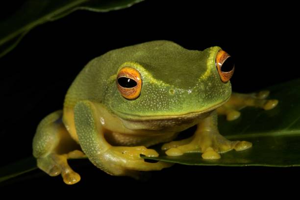 istock Red-eyed Tree Frog. Litoria chloris 2. 1161903837