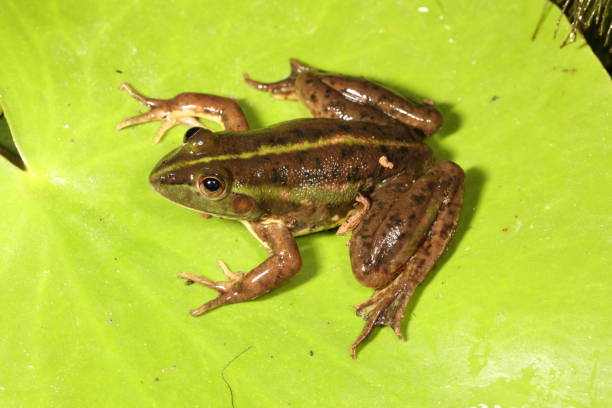istock Dahl's Aquatic Frog. Litoria dahlii 2. 1161903843