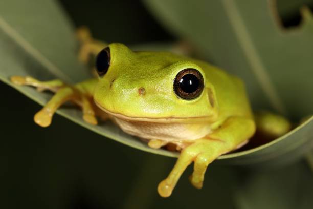 зеленое дере�во лягушки. литория керулеа 4. - whites tree frog стоковые фото и изображения