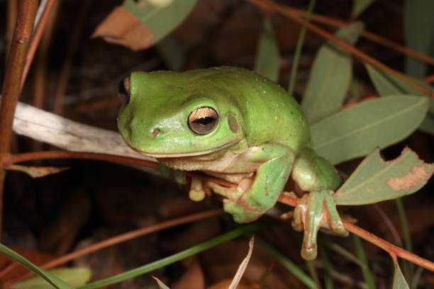 żaba z zielonego drzewa. litoria caerulea 14. - whites tree frog zdjęcia i obrazy z banku zdjęć