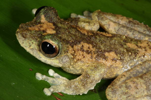 istock Green-eyed Tree Frog. Litoria genimaculata 5. 1161903873