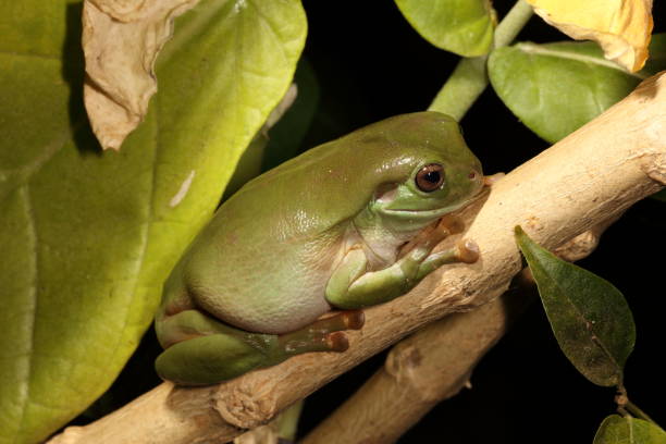 녹색 나무 개구리입니다. 리토리아 카에룰라 10. - whites tree frog 뉴스 사진 이미지