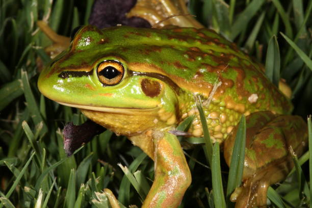 istock Growling Grass Frog. Cyclorana raniformis 1. 1161903906