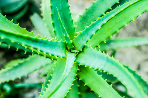 istock Aloe photos high on the top. 1161904224