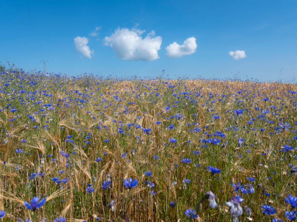 corn flowers in summer wheat field under blue sky with fluffy clouds