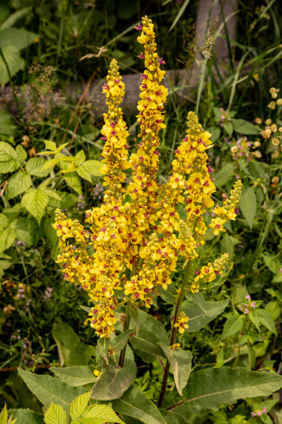 istock Verbascum Nigrum or Yellow Candle Flower 1161906044