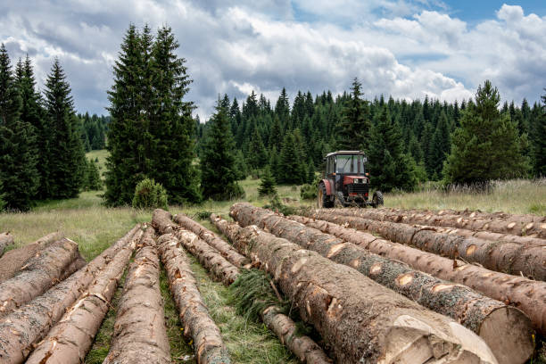 istock Red Tractor Pulling Tree Logs for Timber Industry. Felling of the Forest. 1161906172