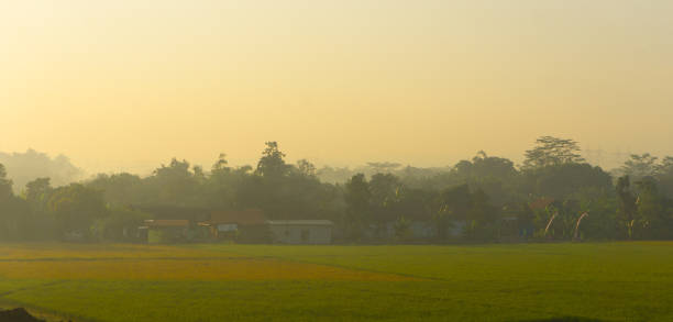 a rice fields in tropical country on morning