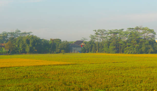 a rice fields in tropical country on morning