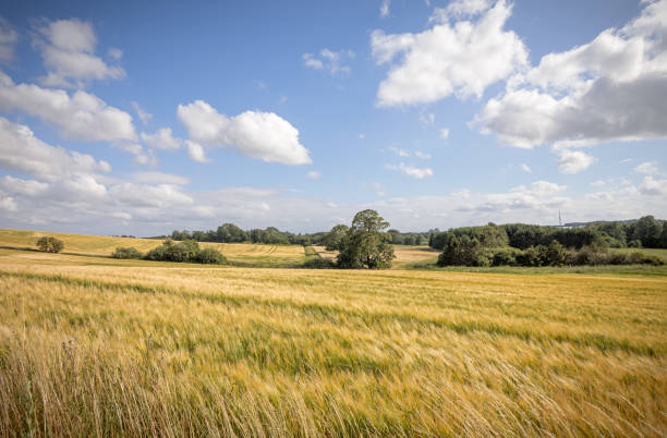 istock Field of barley 1161912891