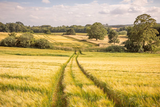 Field of barley in a typical Zealand landscape with hills and solitare trees