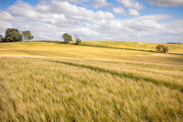 istock Field of barley 1161913539