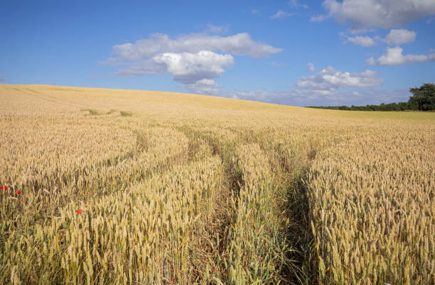 istock Field of wheat 1161913826