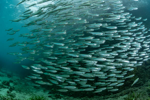 The school of juvenile sardine The school of juvenile sardine school of fish stock pictures, royalty-free photos & images