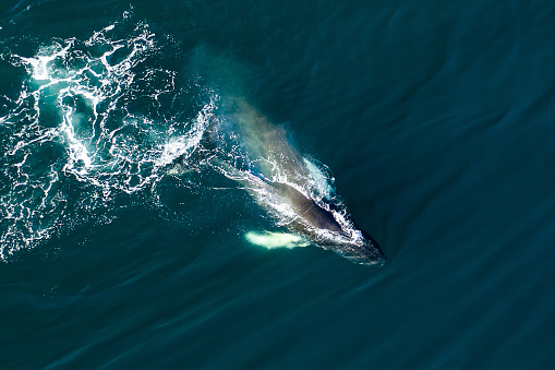 Close up of humpback whale calf swimming with its mother in the deep blue Pacific Ocean. Photographed off the tropical island of Vava’u, Kingdom of Tonga.