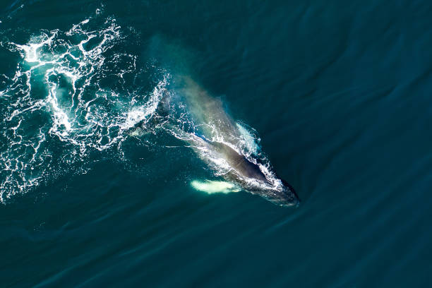 Aerial view of huge humpback whale, Iceland Aerial view of huge humpback whale, Iceland, Europe. iceland whale stock pictures, royalty-free photos & images