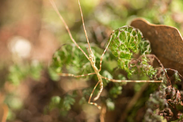 gafanhoto de brown no musgo. - grasshopper locust isolated multi colored - fotografias e filmes do acervo