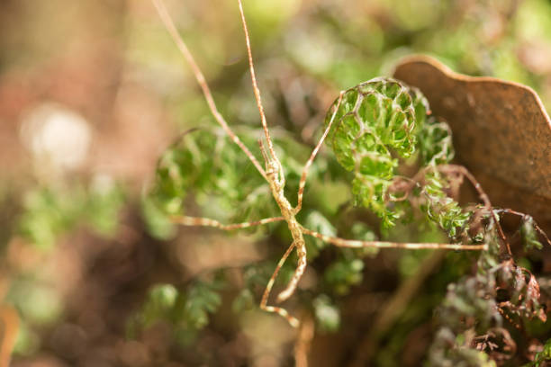 gafanhoto de brown no musgo. - grasshopper locust isolated multi colored - fotografias e filmes do acervo